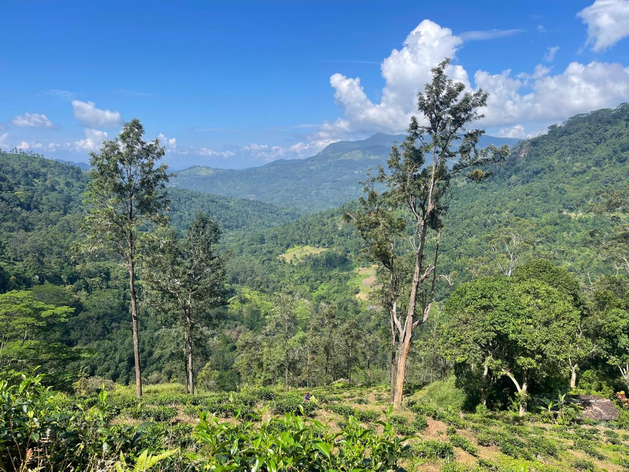 Eagles Lodge - Kandy Digana Kültér fotó